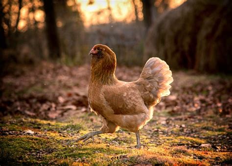 Ameraucana Chicken Breed Informatio.